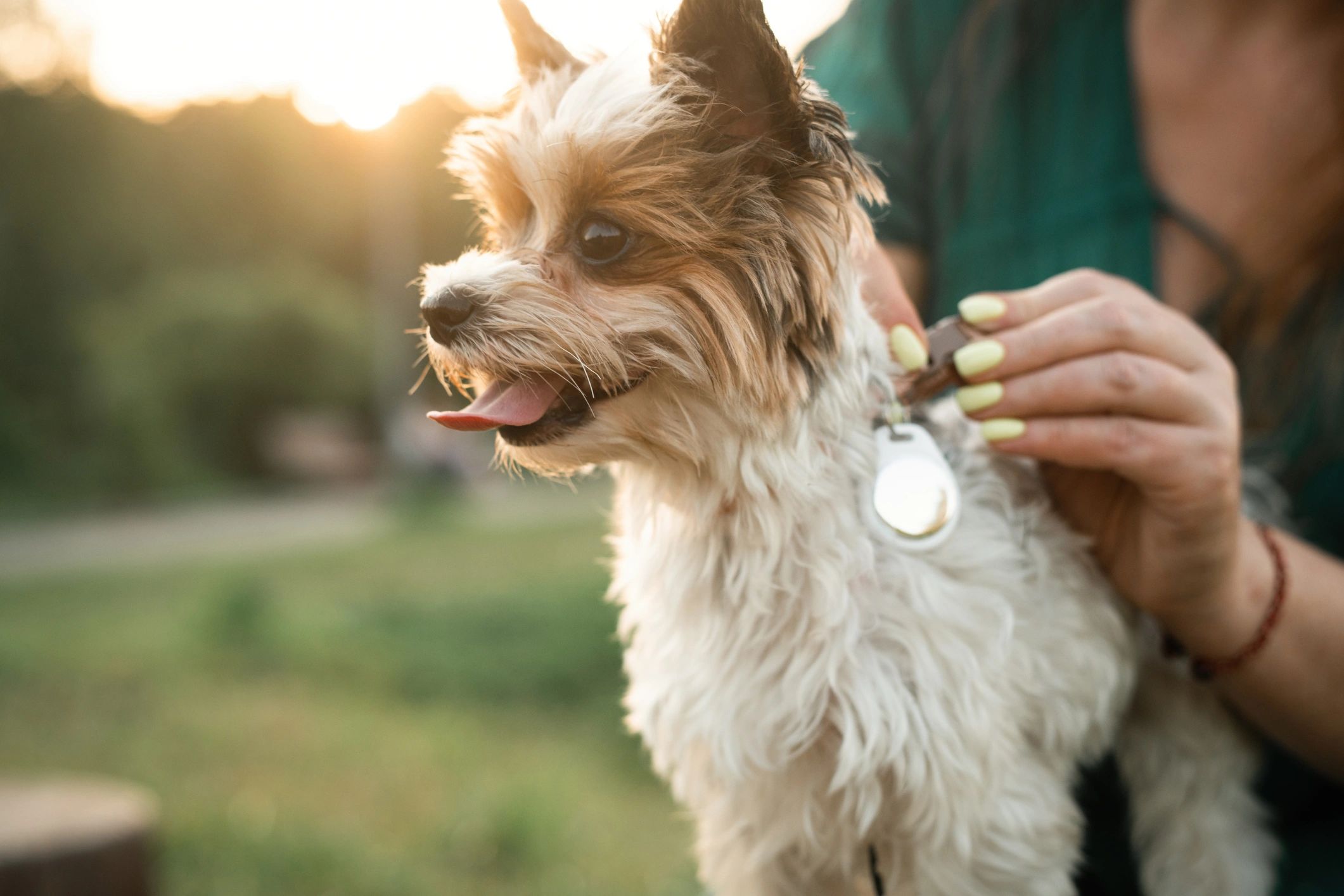 Dog owner with small dog outdoors